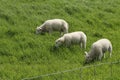 Three lambs are grazing in a green grassland