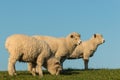 Three lambs grazing on meadow Royalty Free Stock Photo