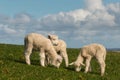 Three lambs grazing