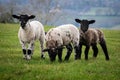 Three lambs in a meadow Royalty Free Stock Photo