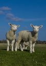 Three lambs in the pasture