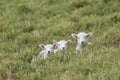 Three lambs resting in grass Royalty Free Stock Photo