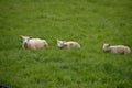 Three Lambs Sitting In The Grass