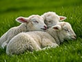 Three lambs sleeping together on green grass Royalty Free Stock Photo
