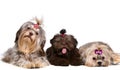 Three lap-dog in studio Royalty Free Stock Photo