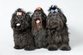 Three lap-dogs in studio Royalty Free Stock Photo