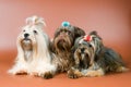 Three lap-dogs in studio Royalty Free Stock Photo