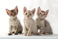 Three Laperm kittens isolated on white background. LaPerm kittens sitting in front of white background. Studio photo Royalty Free Stock Photo