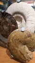 Three Huge Old ammonite fossils