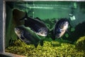 Three large black pacu swim behind glass in Exposition Aquarium Complex of Freshwater Fauna of DNU Ukraine. Exotic freshwater