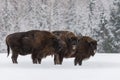 Three Large Brown Bison Wisent At Birch Forest Background.Herd Of European Aurochs Bison, Bison Bonasus Standing On The Win Royalty Free Stock Photo