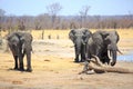 Three large bull elephants on the dry plains in Africa Royalty Free Stock Photo