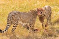 Three large cheetahs near the prey. Masai Mara, Kenya Royalty Free Stock Photo