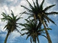 Three large Cohune trees