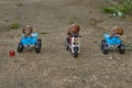 Three large garden snails sit on a toy motorcycle and quad bikes . Royalty Free Stock Photo