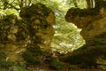 three large giants in the enchanted forest surrounded by green vegetation