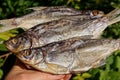 Three large gray salted dry roach fish
