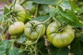 Three large green tomatoes hang on a branch in the garden in a greenhouse Royalty Free Stock Photo