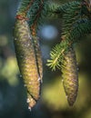 three large, long, green fir cones hanging