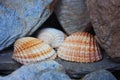 Three large orange shells torn between stones and rocks Royalty Free Stock Photo