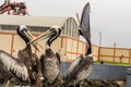 Three large pelican Royalty Free Stock Photo