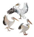Three large pelicans with open wings on white Royalty Free Stock Photo
