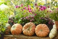 Three large pumpkins on the counter, a beautiful farmer`s farm, blooming pink asters. Harvest Festival