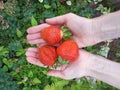 Three large ripe red strawberries in women`s hands. A handful of fresh red harvest in the garden. Top view. Royalty Free Stock Photo