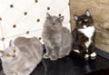 Three large Scottish kittens Highland straight Royalty Free Stock Photo