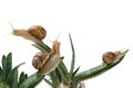 Three large snails sit on aloe leaves, like a snail farm, concept, on a white background, close-up Royalty Free Stock Photo