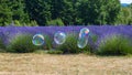 Three large soap bubbles floating along rows of purple lavender Royalty Free Stock Photo