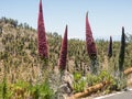 Three large Teide Tajin branches in full bloom in Tenerife