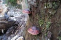 Three large Trutavik mushrooms grow on a tree in a forest. Beautiful nature photo of wild forest Royalty Free Stock Photo