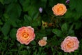 Three large unfolded rose flowers of a soft pink color on the rose bushes Royalty Free Stock Photo