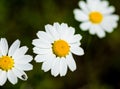 Three large white daisies grow on green meadow on a warm sunny day. Soft focus and close-up view. Bright yellow stamens Royalty Free Stock Photo