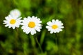 Three large white daisies grow on green meadow on a warm sunny summer day. Soft focus and close-up view. Bright yellow Royalty Free Stock Photo