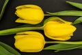 Three large yellow tulip bud on a black background