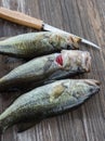 Three Largemouth Bass with a Fillet Knife Royalty Free Stock Photo