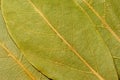 Three laurel leaves. Royalty Free Stock Photo