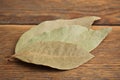 Three laurel leaves Royalty Free Stock Photo