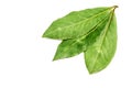 Three laurel leaves on white Royalty Free Stock Photo