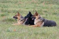 Three laying German shepherds Royalty Free Stock Photo