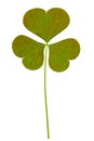 Three leaf clover