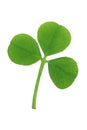 Three Leaf Clover