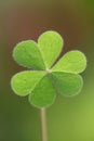 Three leaf clover