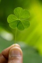 Three leaf clover