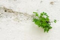 Three leaf clover breaking through a wall