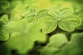 Three leaf clover in a clover patch.