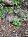 three leaf clover means of faith, hope and love Royalty Free Stock Photo