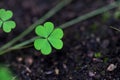 Three leaf clover in the nature - Symbol of luck